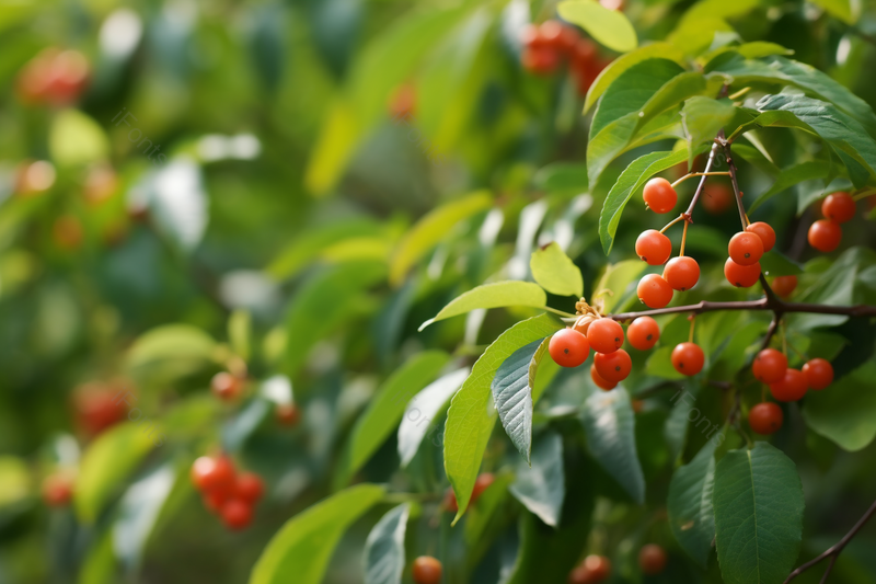 春天健康水果鲜艳饱满樱桃种植,高清,摄影图,摄影图片,图片大全,摄影图免费下载